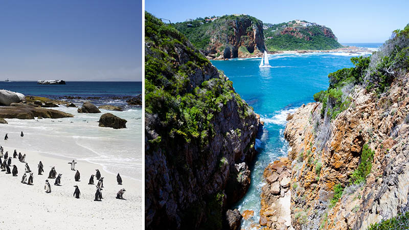 Pingviner på stranden och vackra naturupplevelser på safari till Sydafrika.